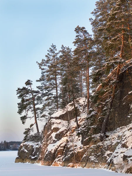 Сосны на каменном озере в зимний день — стоковое фото