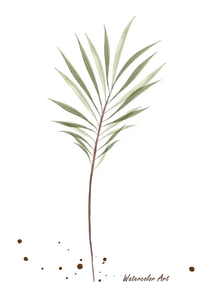 Akwarela Przezroczyste Zielone Liście Palmy Izolowane Białym Tle Sztuka Botaniczne — Wektor stockowy