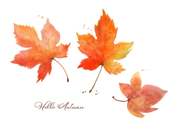 Set Maple Leaves Watercolor Hand Painted Isolated White Background Illustration — Stock Vector