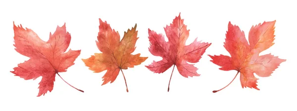 Sada Akvarel Podzimní Listí Javor — Stockový vektor