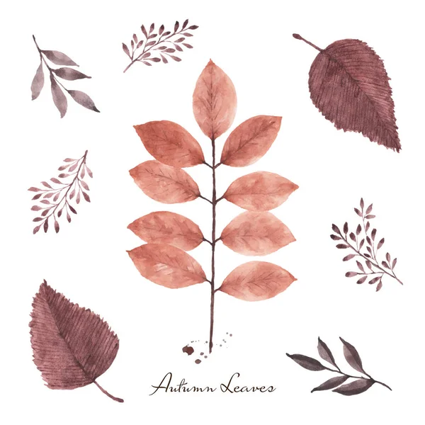 Set Fall Leaves Watercolor Hand Painted Isolated White Background Illustration — Stock Vector