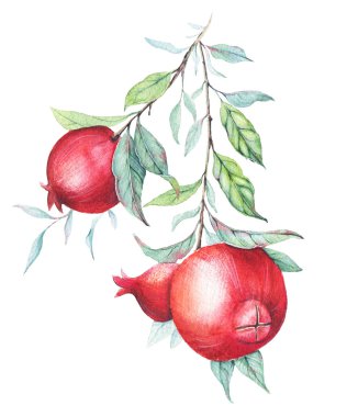 Nar dalı üzerine beyaz izole yeşil yaprakları ile elle çizilmiş suluboya botanik gösterimi.