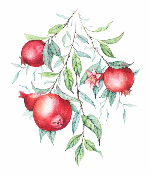 Hand drawn watercolor botanical illustration of pomegranate branch with green leaves isolated on white. — Stock Photo, Image