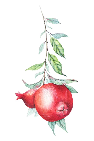 Nar dalı üzerine beyaz izole yeşil yaprakları ile elle çizilmiş suluboya botanik gösterimi.