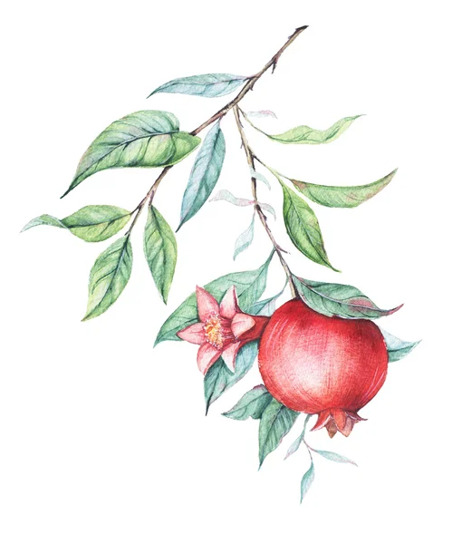 Illustration botanique à l'aquarelle dessinée à la main d'une branche de grenade aux feuilles vertes isolées sur blanc . — Photo