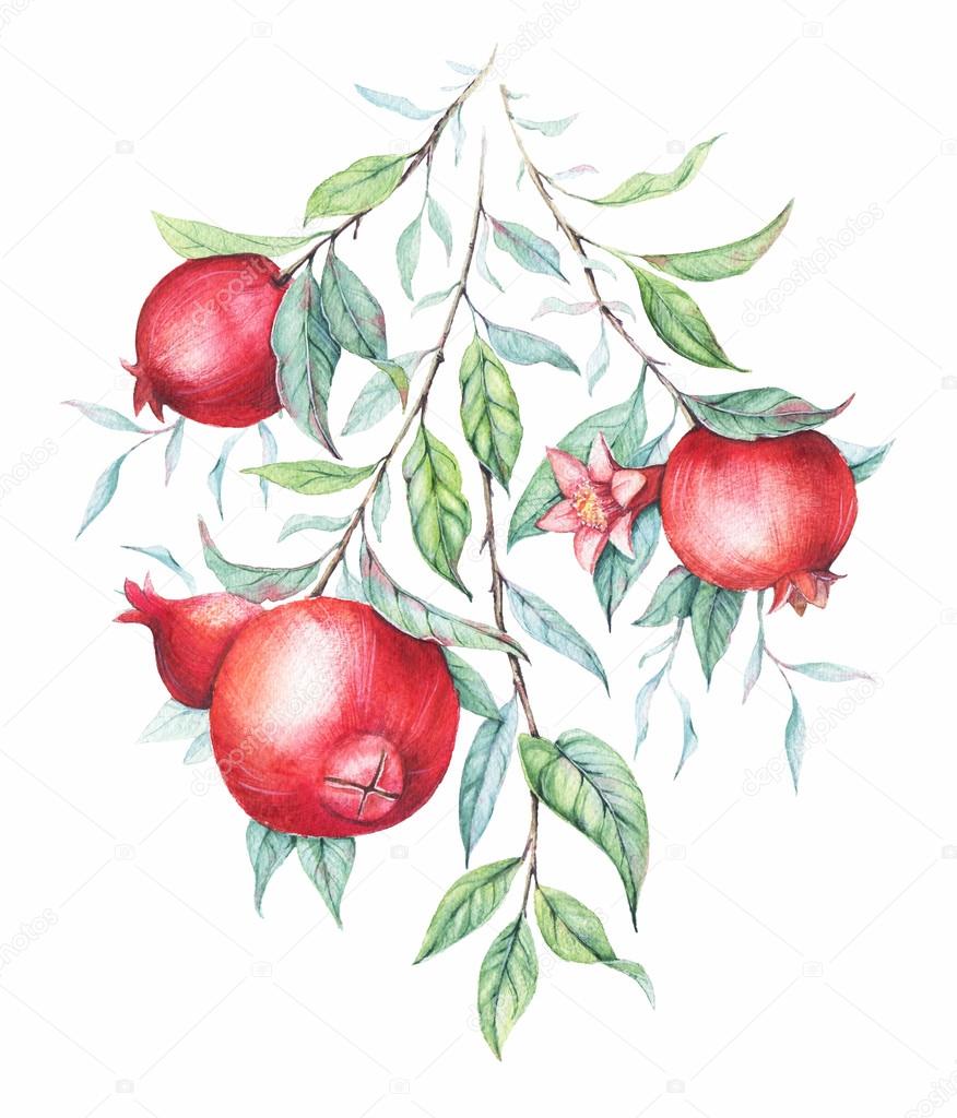 Hand drawn watercolor botanical illustration of pomegranate branch with green leaves isolated on white.