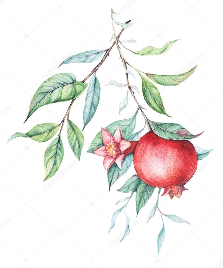 Hand drawn watercolor botanical illustration of pomegranate branch with green leaves isolated on white.