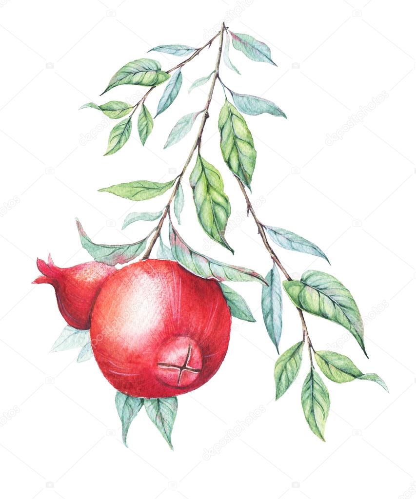 Hand drawn watercolor botanical illustration of pomegranate branch with green leaves isolated on white.