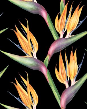 Suluboya STERLİÇYA çiçek. Seamless modeli