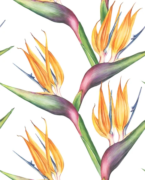 Acquerello strelitzia fiore. Modello senza cuciture — Foto Stock