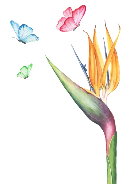 Aquarell Strelitzia Blume — Stockfoto