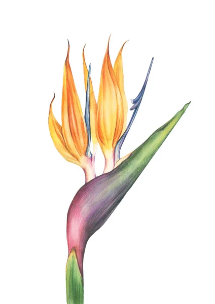 Aquarelle strelitzia fleur — Photo