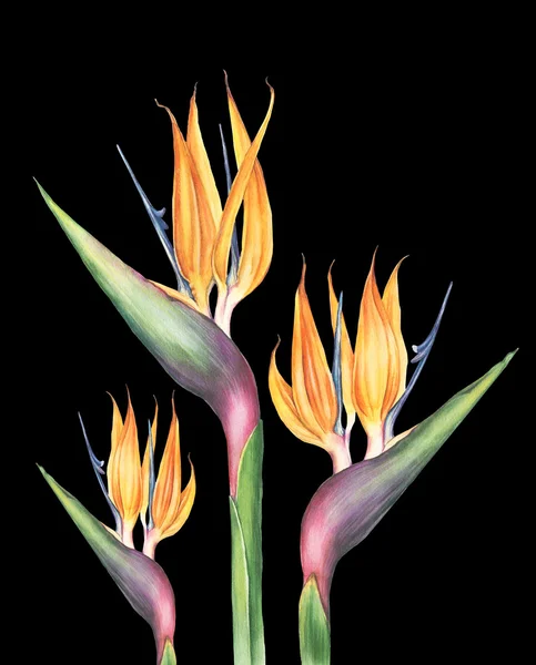 Acquerello strelitzia fiore — Foto Stock