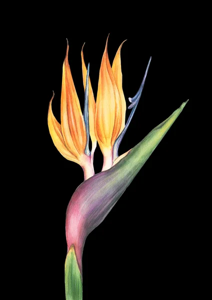 Aquarell Strelitzia Blume — Stockfoto