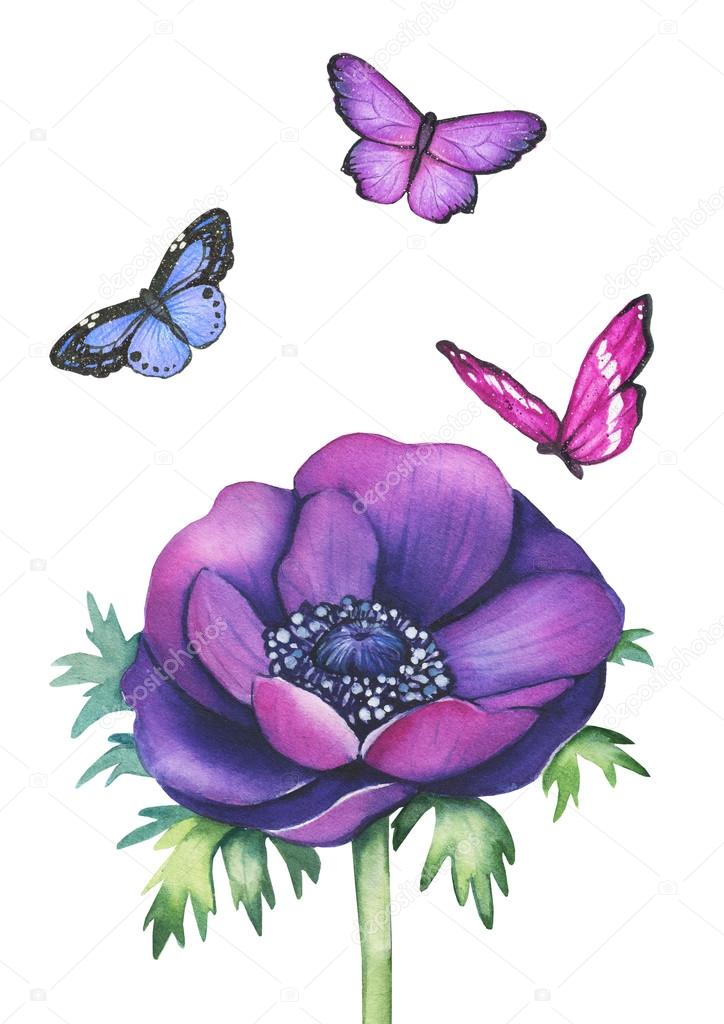 Watercolor anemone flower with butterflies