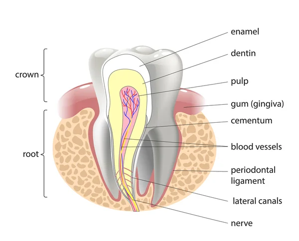 Medizinische Struktur des Zahnes, Illustration — Stockvektor