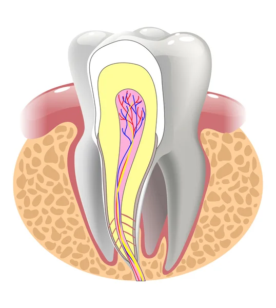 Ιατρική δομή του δοντιού, εικονογράφηση — Διανυσματικό Αρχείο