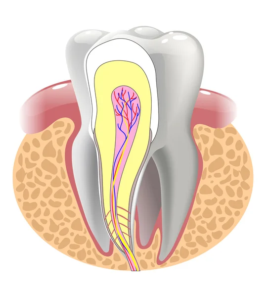 Estructura médica del diente, ilustración — Archivo Imágenes Vectoriales