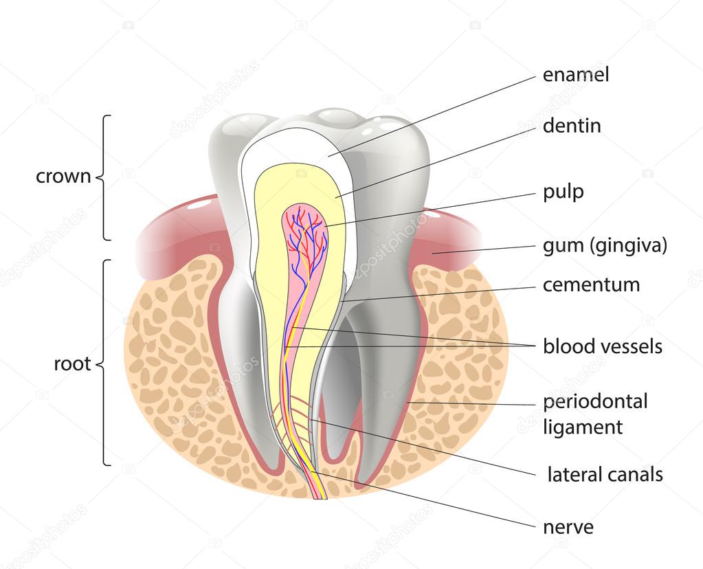 medical structure of the tooth,  illustration