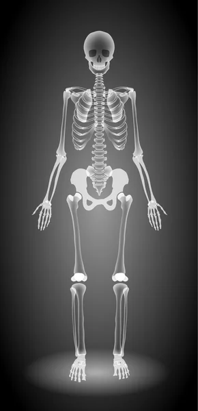 Human skeleton, x-ray — Stock Vector