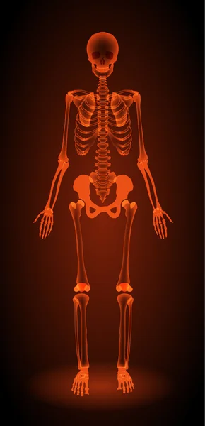 Människans skelett, röntgen — Stock vektor