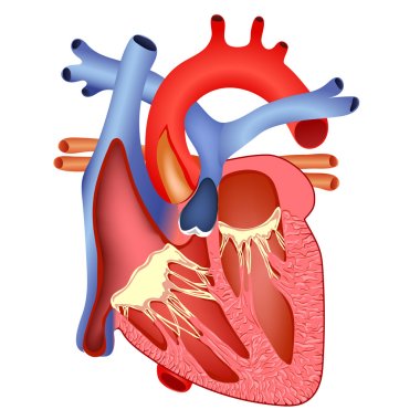 medical human heart clipart