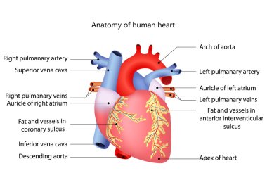 medical human heart clipart