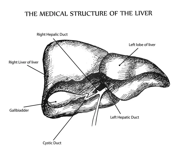 Medical structure of the liver — Stock Vector