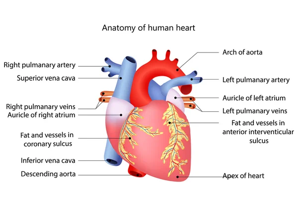 Cuore umano medico — Vettoriale Stock