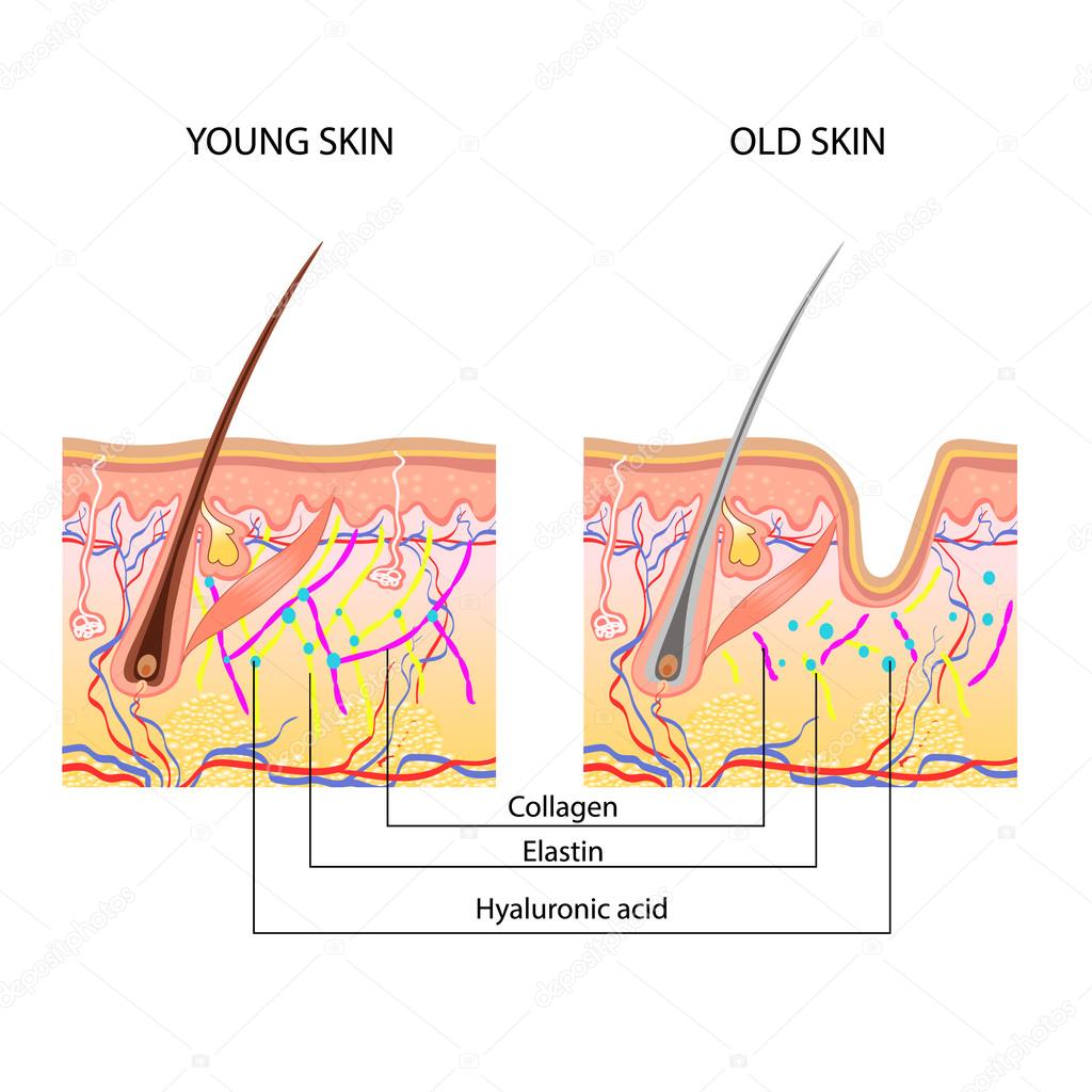 The anatomical structure of the skin, young and old skin