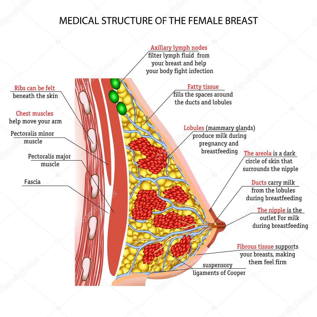 anatomy of the female breast Implants