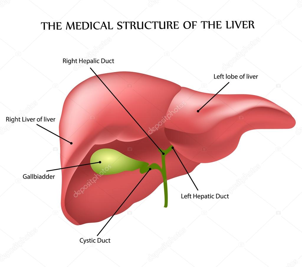 medical structure of the liver