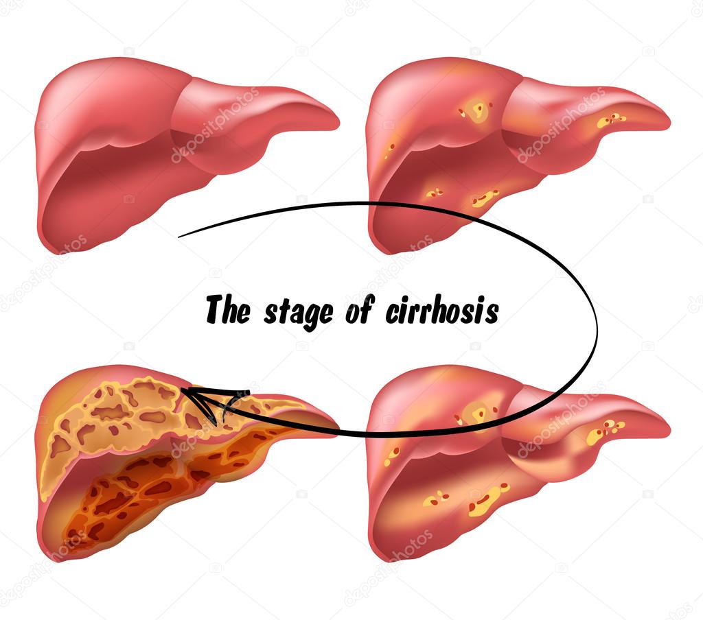 medical structure of the liver
