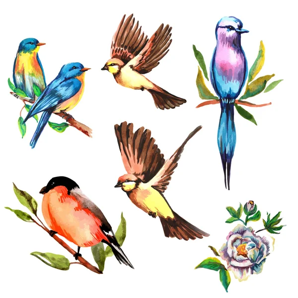 Set watercolor bird, vector illustration — Stock Vector