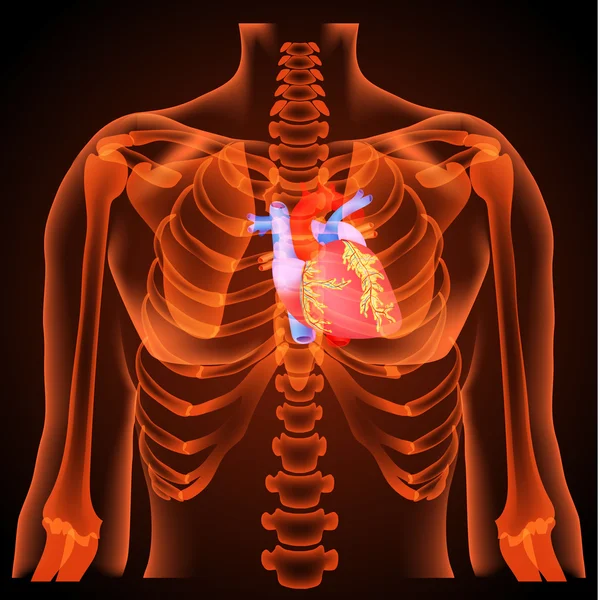 Facile da modificare illustrazione vettoriale anatomia del cuore — Vettoriale Stock