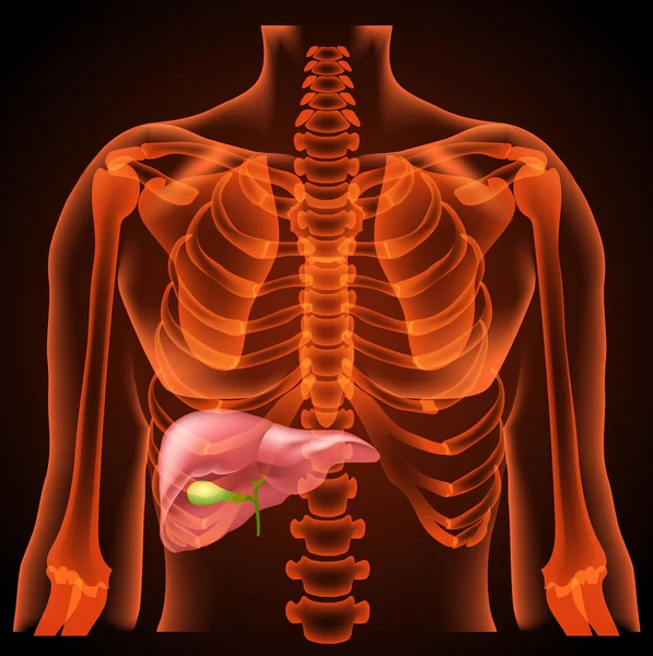 Structure médicale du foie — Image vectorielle