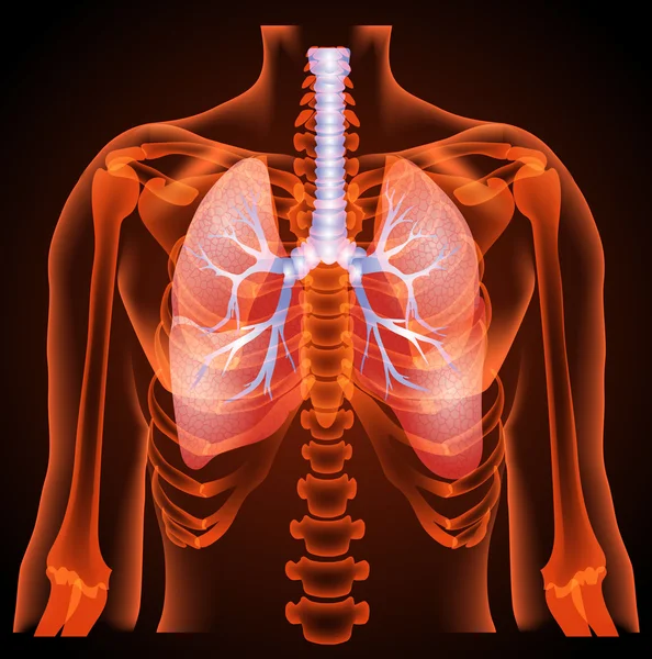 Struttura medica dei polmoni, anatomia — Vettoriale Stock