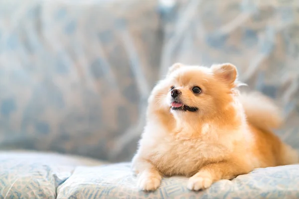 Cão bonito pomerano sorrindo no sofá, olhando para cima para copiar espaço — Fotografia de Stock