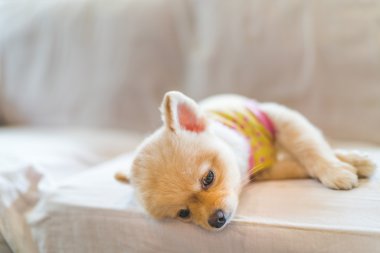 Tired and sleepy pomeranian dog wearing t-shirt, sleeping on sofa, with copy space, concept of hanging over or Monday work clipart