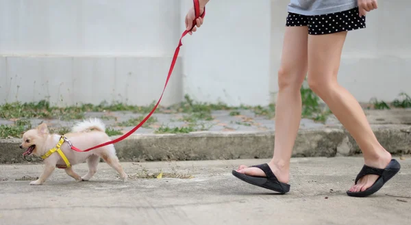 Ein Mädchen geht mit ihrem pommerschen Hund spazieren — Stockfoto