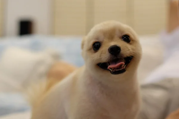S úsměvem Pomeranian, tak roztomilé a roztomilý — Stock fotografie