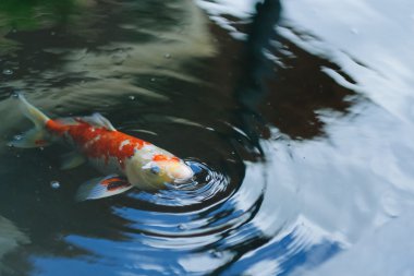 Süslü sazan balık havuzunun yüzeyinde nefes