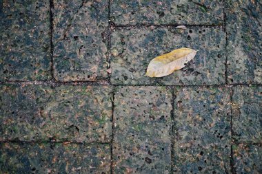 Yosun ve Laterite tuğla bir yaprağına