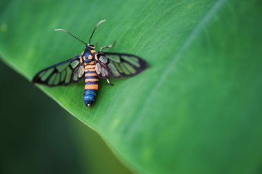 Yakın çekim bir göz üzerindeki yaprak bir kaplan çim matkap güve (wasp güve)