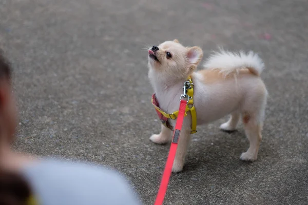 Juguetón de pelo corto Pomerania —  Fotos de Stock