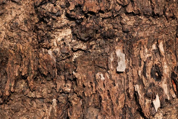 Rissige Holzstruktur eines alten Baumes — Stockfoto