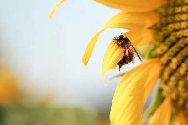 Bee catching on a sunflower — Stock Photo, Image