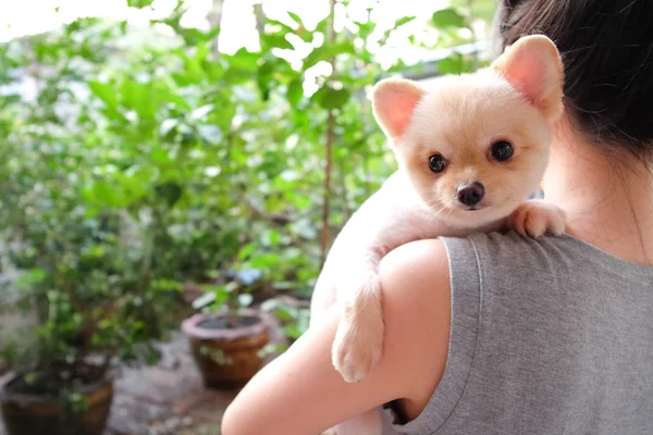 Девушка держит симпатичную померанскую собаку на плече в саду. Домашние животные и семейная жизнь, владелец собаки, или животное любовник концепции — стоковое фото