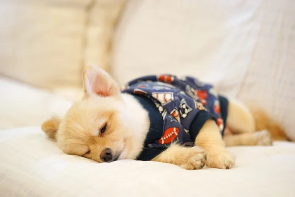 Sonolento pomeranian vestindo cão t-shirt cochilando no sofá — Fotografia de Stock