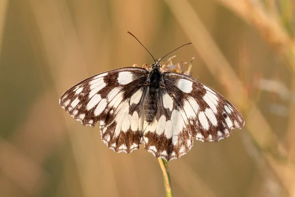 公文夹 Denisvesely 图库照片 插图和矢量艺术 Depositphotos